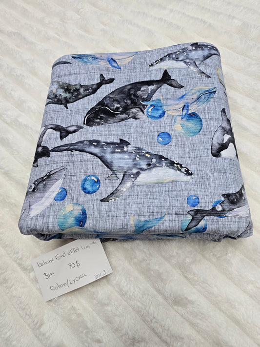 Baleine lin, CL